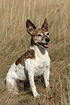 hundefotos jack_russell_terrier