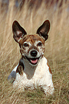 hundefotos jack_russell_terrier