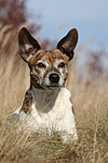 hundefotos jack_russell_terrier