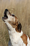 hundefotos jack_russell_terrier