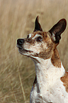 hundefotos jack_russell_terrier