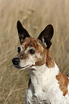 hundefotos jack_russell_terrier