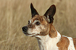 hundefotos jack_russell_terrier