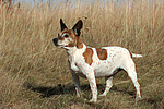 hundefotos jack_russell_terrier