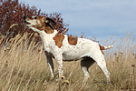 hundefotos jack_russell_terrier