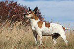 hundefotos jack_russell_terrier