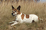 hundefotos jack_russell_terrier