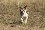hundefotos jack_russell_terrier