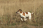 hundefotos jack_russell_terrier