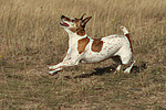hundefotos jack_russell_terrier
