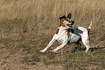 hundefotos jack_russell_terrier