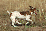 hundefotos jack_russell_terrier