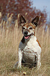 hundefotos jack_russell_terrier