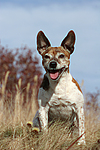 hundefotos jack_russell_terrier
