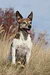 hundefotos jack_russell_terrier