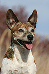 hundefotos jack_russell_terrier