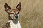hundefotos jack_russell_terrier