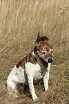 hundefotos jack_russell_terrier