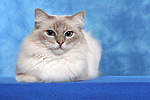 katzenfotos heilige_birma