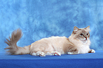 katzenfotos heilige_birma