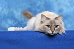 katzenfotos heilige_birma
