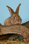 kleintierfotos kaninchen_(alle)
