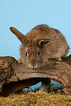 kleintierfotos kaninchen_(alle)