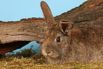 kleintierfotos kaninchen_(alle)