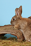 kleintierfotos kaninchen_(alle)