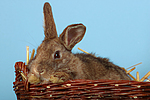 kleintierfotos kaninchen_(alle)