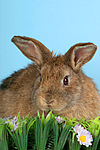 kleintierfotos kaninchen_(alle)