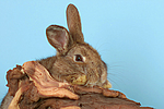 kleintierfotos kaninchen_(alle)