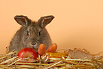kleintierfotos kaninchen_(alle)