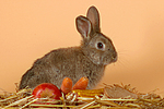 kleintierfotos kaninchen_(alle)