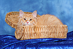 katzenfotos sibirische_katze