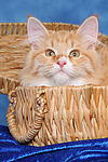 katzenfotos sibirische_katze