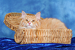 katzenfotos sibirische_katze