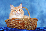 katzenfotos sibirische_katze