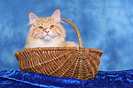 katzenfotos sibirische_katze