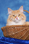 katzenfotos sibirische_katze