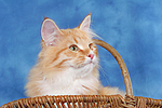 katzenfotos sibirische_katze