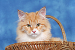 katzenfotos sibirische_katze