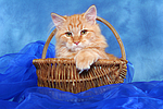 katzenfotos sibirische_katze
