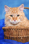 katzenfotos sibirische_katze