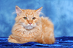 katzenfotos sibirische_katze