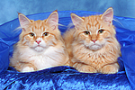 katzenfotos sibirische_katze