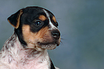 hundefotos jack_russell_terrier