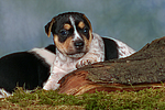 hundefotos jack_russell_terrier
