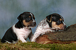 hundefotos jack_russell_terrier