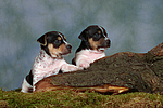 hundefotos jack_russell_terrier